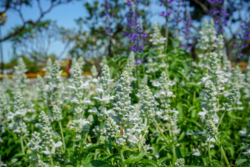 ิBlue salvia flowers in the garden