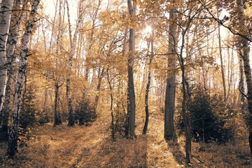 Fototapeta premium Birch grove in autumn in the sun