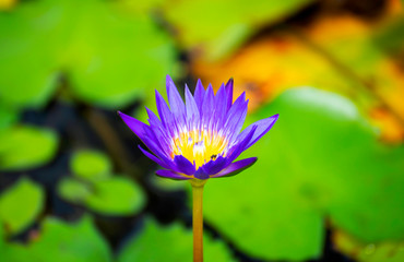 Purple lotus that grows in the pond look beautiful In the morning