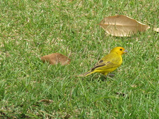 Saffron Finch (Sicalis flaveola) - is known in Brazil as Land Canary.