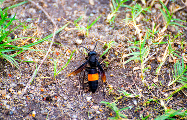wasp, is a insect dangerous venom was injured walking on the floor 