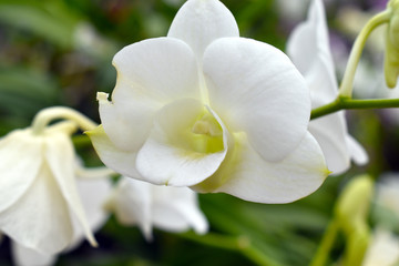 white orchids with nature blurred background
