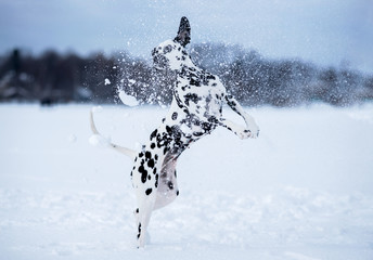Dog breed Dalmatian winter in the snow playing with a ball, jumping on the lake in the snow