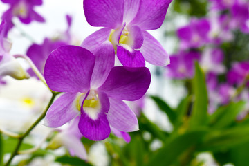 Purple orchid flower, Beautiful lavender color of wild orchid flower among blurry green bokeh background