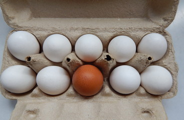 One brown egg and nine white eggs in a box