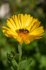 Hoverfly on marigold flower - portrait orientation