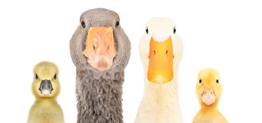 Portrait of a goose, duck, gosling, duckling isolated on a white background