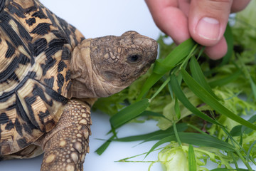 Feeding tortoise with green lettuce. Lovely pet. Feeding on white background.