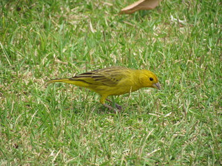 Saffron Finch (Sicalis flaveola) - is known in Brazil as Land Canary.