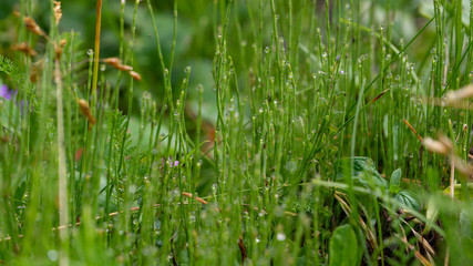 green grass with water drops