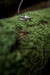 Eheringe auf Moos