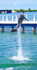Delfinario y delfines en un espect&aacute;culo de Cayo Santa Mar&iacute;a, Rep&uacute;blica de Cuba