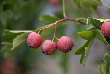 Red fruits of Japanese hawthorn, on the branch, Crataegus cuneata