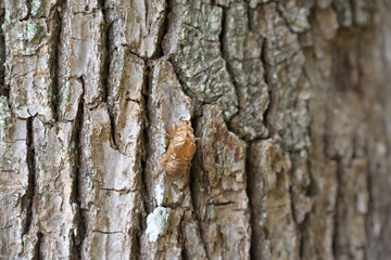 Cicada's shell, Hold on tree