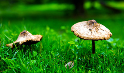 white cone mushrooms  in the morning green lawn look beautiful looking through a crystal glass ball , suitable to use as a background, idea copy space