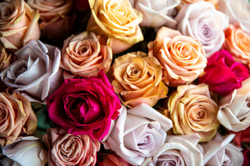 pink roses background