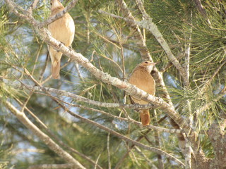 Sporophila nigricollis - females on their perches.