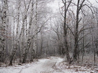 forest landscape in early winter, birch covered with frost