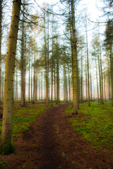 Fototapeta premium morning in the forest