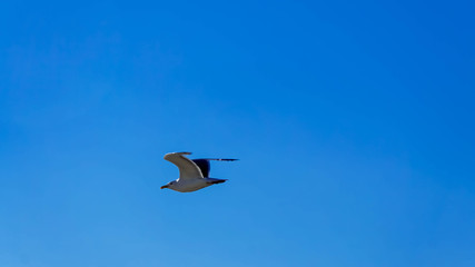 Bird Seagull flying in the sky
