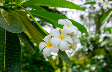 Plumeria flowers are fragrant and beautiful blossoming flowers in the morning  appropriate the background , idea copy space