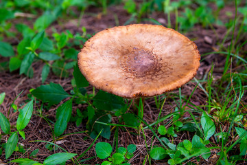 white cone mushrooms  in the morning green lawn look beautiful looking through a crystal glass ball , suitable to use as a background, idea copy space