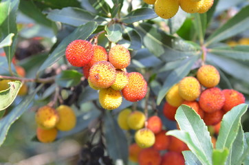 Arbouse and arbutus (Arbusiers)