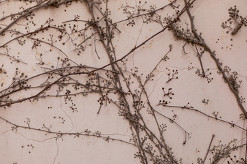 background of dry wicker grass on a white wall