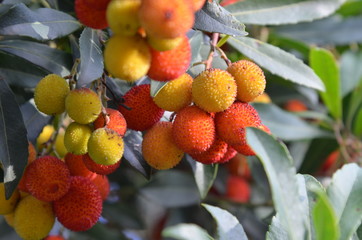 Arbouse and arbutus (Arbusiers)