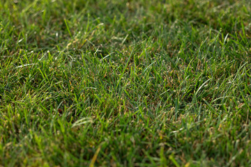 green mowed lawn as background