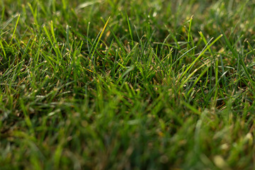 green mowed lawn as background