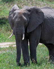 Fototapeta na wymiar African elephant in the wild in the savannah in africa.