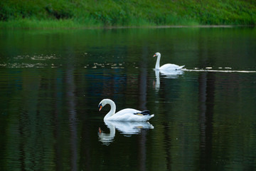 Naklejka na ściany i meble White swan living on the lake in the mountain.