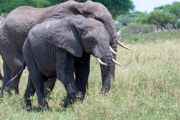 Fototapeta premium African elephant in the wild in the savannah in africa.