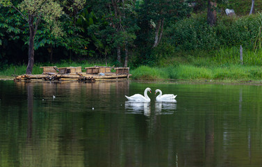 White swan on the lake.