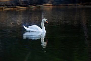 Fototapeta na wymiar White swan on the lake.