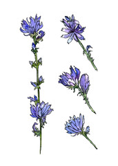 Obraz premium Chicory on a white isolated background. Set of flowers, leaves and stems of chicory. Stylized image of a wild flower. Watercolor illustration of a medicinal plant.