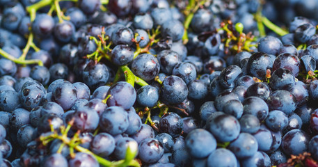 Close-up of dark grapes. Selective focus. Harvest. Stages of production of wine or champagne.