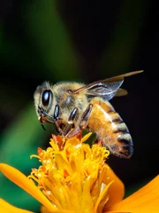 Zelfklevend Fotobehang Afbeelding van kleine bij of dwergbij (Apis florea) op gele bloem verzamelt nectar op een natuurlijke achtergrond. Insect. Dier. © yod67