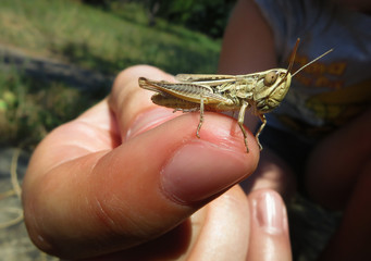 Grasshopper standing on a finger of a child