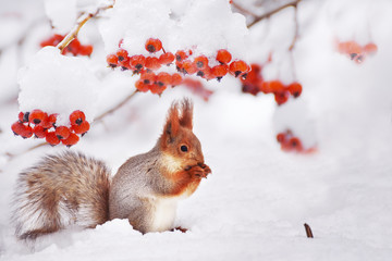  Winter still life. Squirrel among the branches of a tree with red berries in the snow.