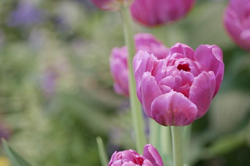 Close up purple tulips flower in the garden with blur background