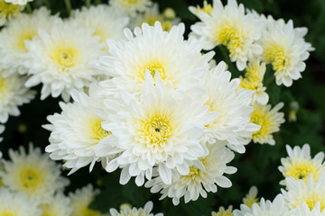 Beautiful white chrysanthemums in the garden