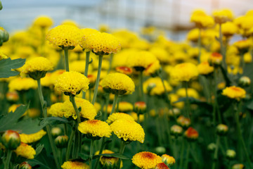 Beautiful yellow chrysanthemum blossoms in the garden