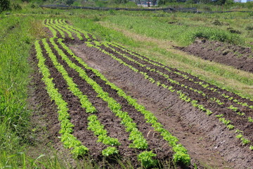 Obraz premium rows of young plants in a field