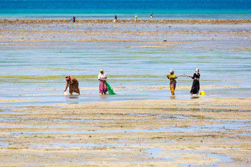 Local women of Zanzibar catching crabs and fish in low water, coast of Zanzibar