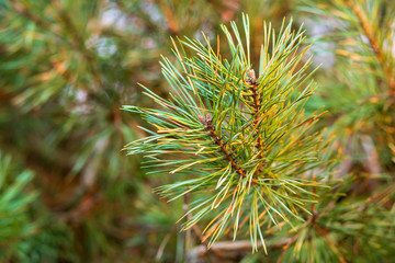 Naklejka na ściany i meble Pine branch close up. Pine branch with green needles