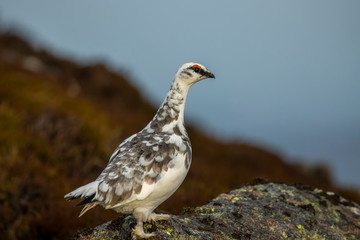 Ptarmigan, Lagopus muta, close up portrait while in winter plumage on a snowless slope with cloudy background during December in Scotland.