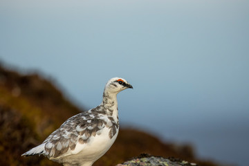 Ptarmigan, Lagopus muta, close up portrait while in winter plumage on a snowless slope with cloudy...