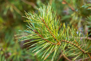 Pine branch close up. Pine branch with green needles